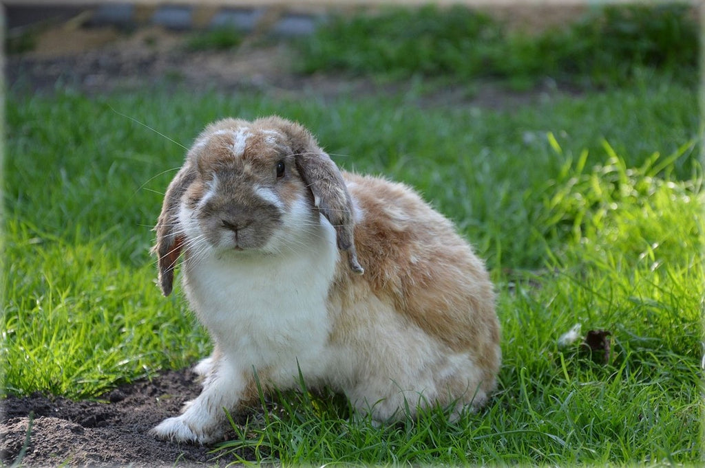 Die Kaninchen-Community: Zusammenhalt und Sozialstrukturen Deine Pfoten