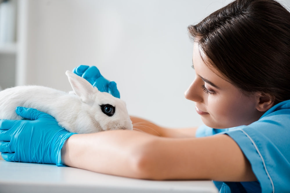 Kaninchen und Allergien: Symptome, Vorbeugung und Behandlung Deine Pfoten