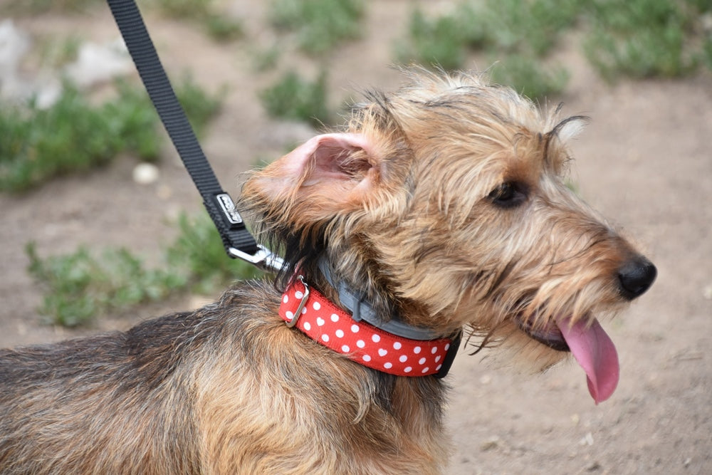 Leinentraining: Ihren Hund ohne Ziehen an der Leine führen