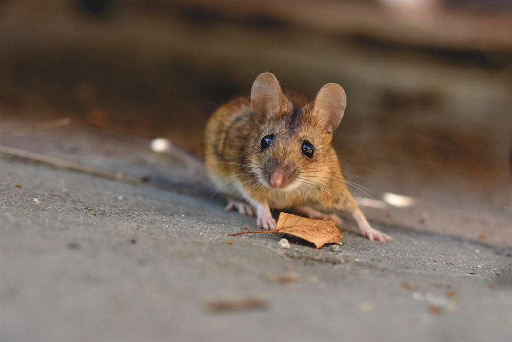 Die richtige Ernährung für Mäuse: Futter und Fütterungstipps
