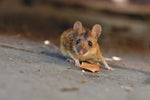 Die natürlichen Lebensräume von Mäusen: Anpassungen und Lebensweisen