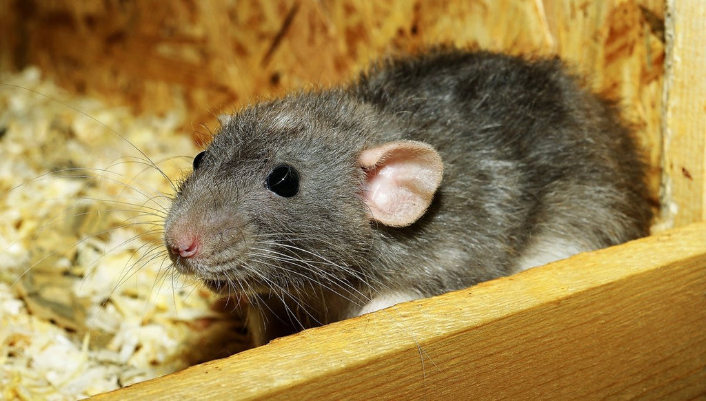 Mäuse als Haustiere: Anforderungen und Tipps für die Haltung