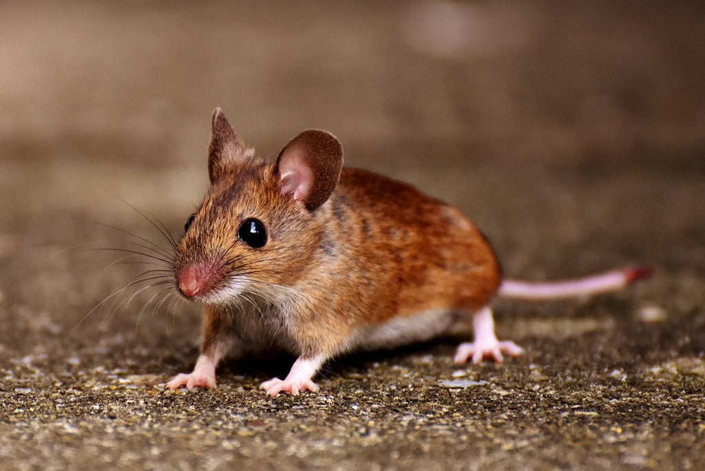Mäuse und ihre natürlichen Feinde: Überlebensstrategien in der Wildnis