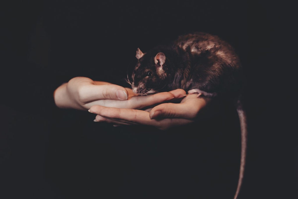 Ratten und ihre Beziehung zum Menschen: Verständnis und Zusammenarbeit