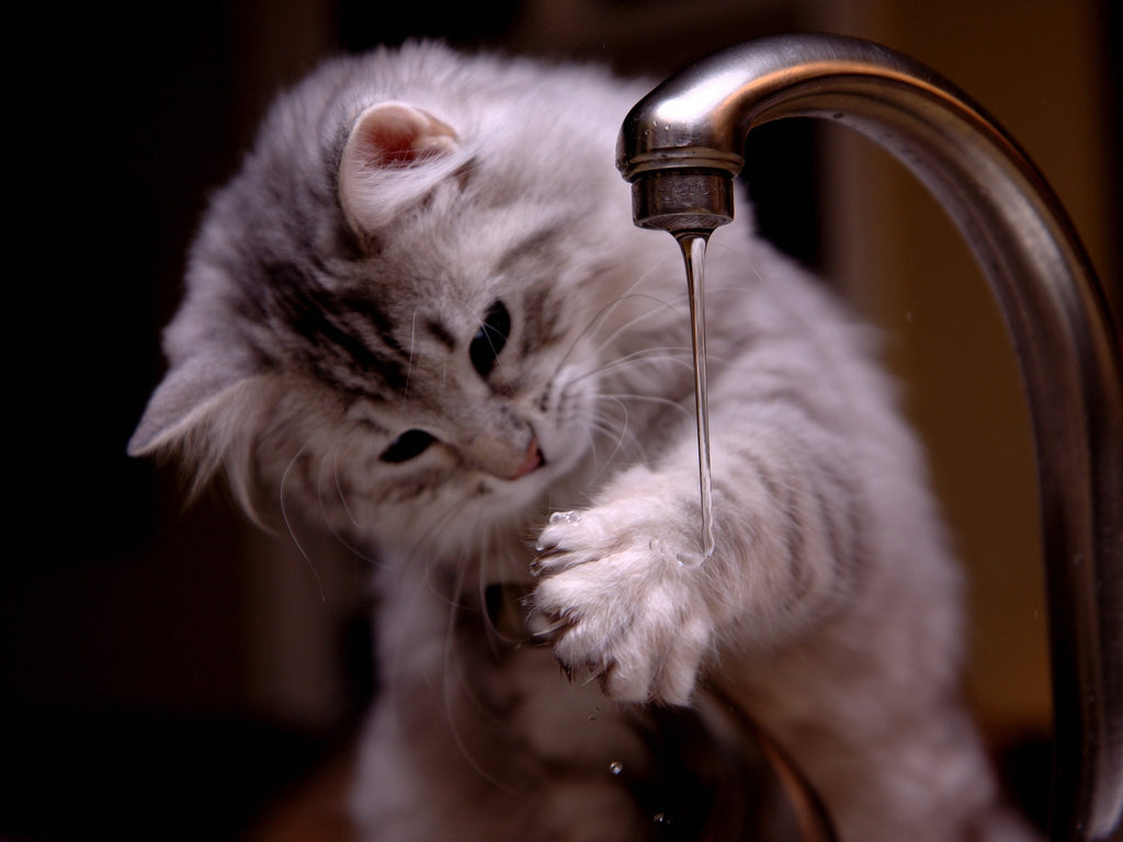 Katzen und Wasser: Wie man sie ans Wasser gewöhnt