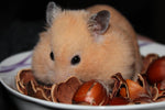 Was Hamster gerne fressen: Eine Liste der besten Snacks