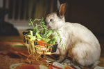 Kaninchen und ihre Beziehung zum Menschen: Verständnis und Zusammenarbeit