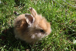Kaninchen und Umweltbildung: Ihre Rolle in der Wissensvermittlung