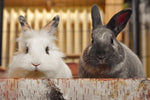 Kaninchen im Vergleich zu anderen langohrigen Tieren: Gemeinsamkeiten und Unterschiede