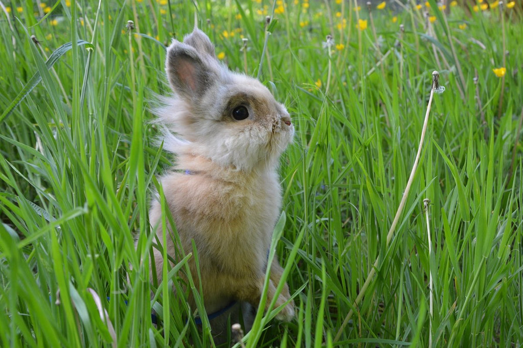 Die Bedeutung von Kaninchen für die Tierwelt: Ihre Rolle im Tierreich