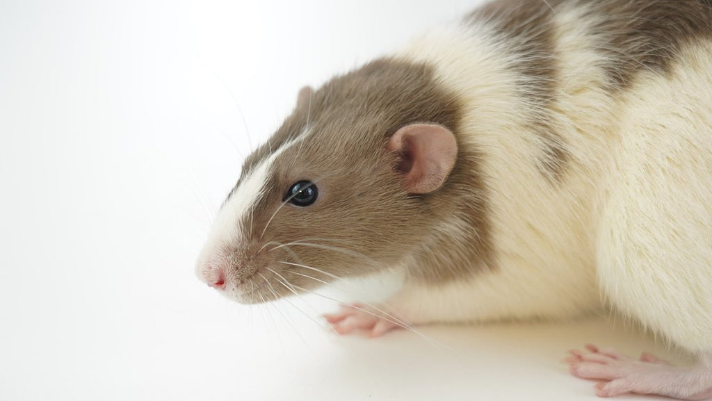 Ratten im Dienste des Menschen: Einsatzmöglichkeiten und Nutzen